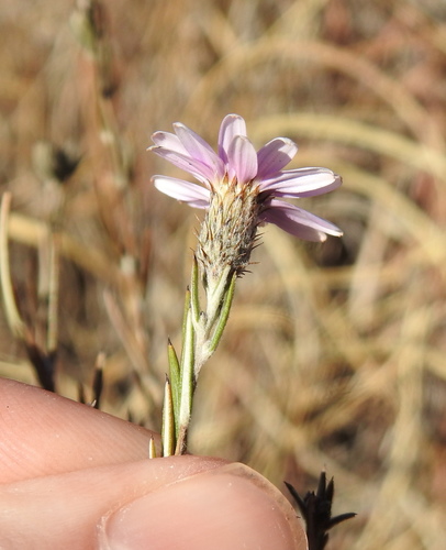 Image of Athrixia elata by (c) Matthew Fainman, some rights reserved (CC BY)