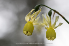 Narcissus triandrus