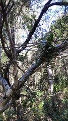 Peristeranthus hillii