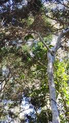 Peristeranthus hillii