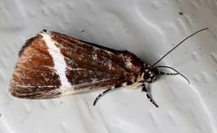 Coenotoca subaspersa