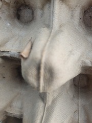 Agriphila straminella