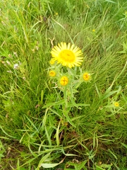 Pentanema britannica