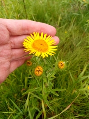 Pentanema britannica