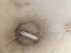 Agriphila straminella