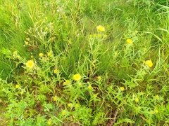 Pentanema britannica