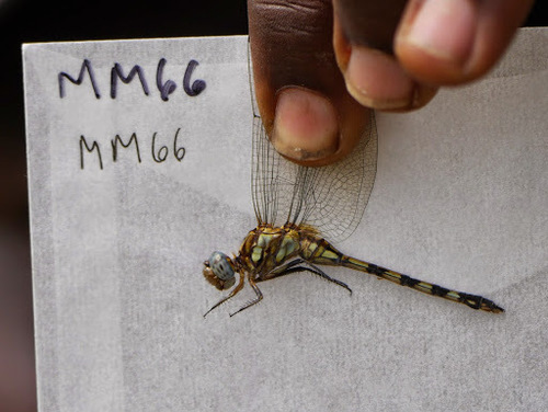 Banded Skimmer photo 4