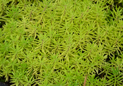 Sedum lineare