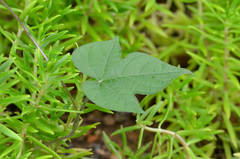 Ipomoea nil