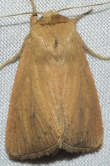 Sesamia nonagrioides