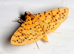 Conogethes