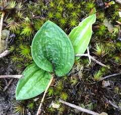 Eriochilus collinus sericeus
