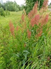 Rumex thyrsiflorus