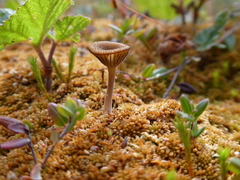 Arrhenia sphagnicola