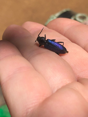 Semanotus amethystinus