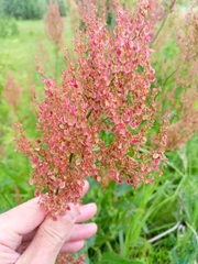 Rumex thyrsiflorus
