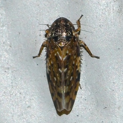 Xestocephalus tessellatus