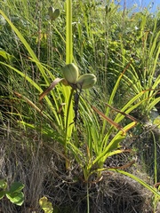 Hemerocallis middendorffii