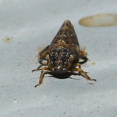 Xestocephalus tessellatus