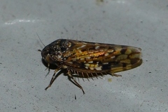 Xestocephalus tessellatus