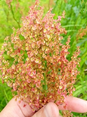 Rumex thyrsiflorus