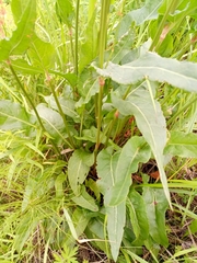 Rumex thyrsiflorus