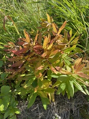 Euphorbia hylonoma