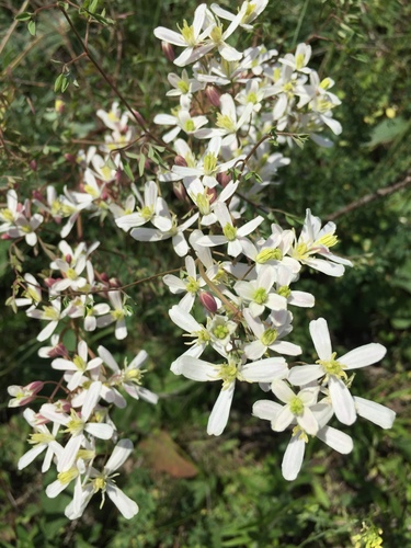 Clematis lathyrifolia, photograph 3