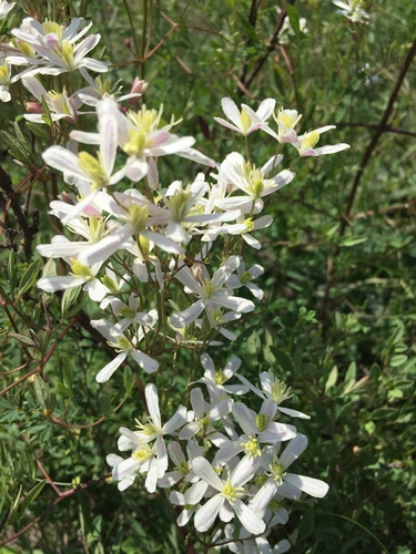 Clematis lathyrifolia, photograph 4