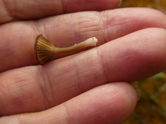 Arrhenia sphagnicola