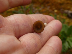 Arrhenia sphagnicola