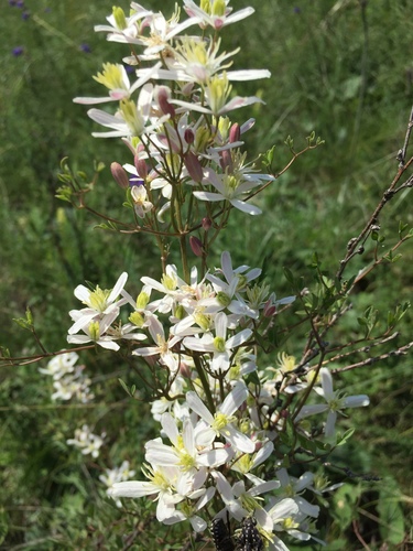 Clematis lathyrifolia, photograph 5