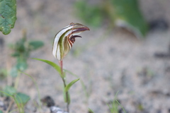 Pterostylis erythroconcha