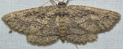Menophra annegreteae