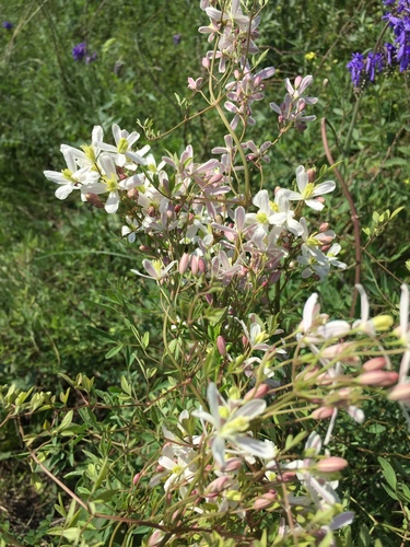 Clematis lathyrifolia, photograph 6