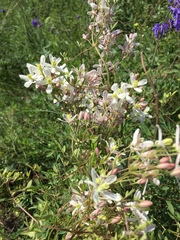 Clematis lathyrifolia