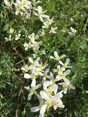 Clematis lathyrifolia