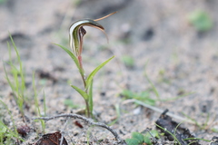 Pterostylis erythroconcha
