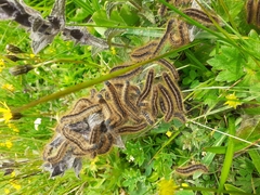 Malacosoma alpicolum