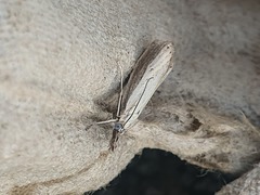Agriphila straminella