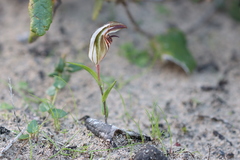 Pterostylis erythroconcha
