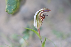 Pterostylis erythroconcha