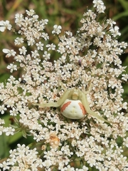 Misumena vatia