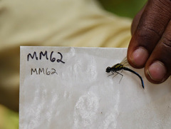 Chlorocypha aphrodite