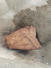 Diarsia rubi