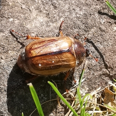 Amphimallon solstitiale