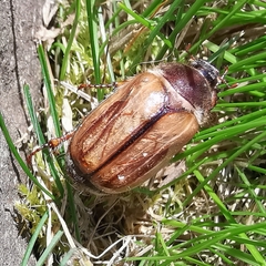 Amphimallon solstitiale