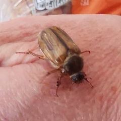 Amphimallon solstitiale