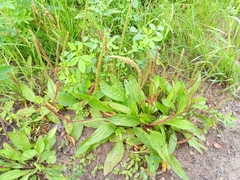 Plantago depressa