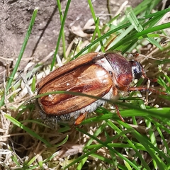 Amphimallon solstitiale